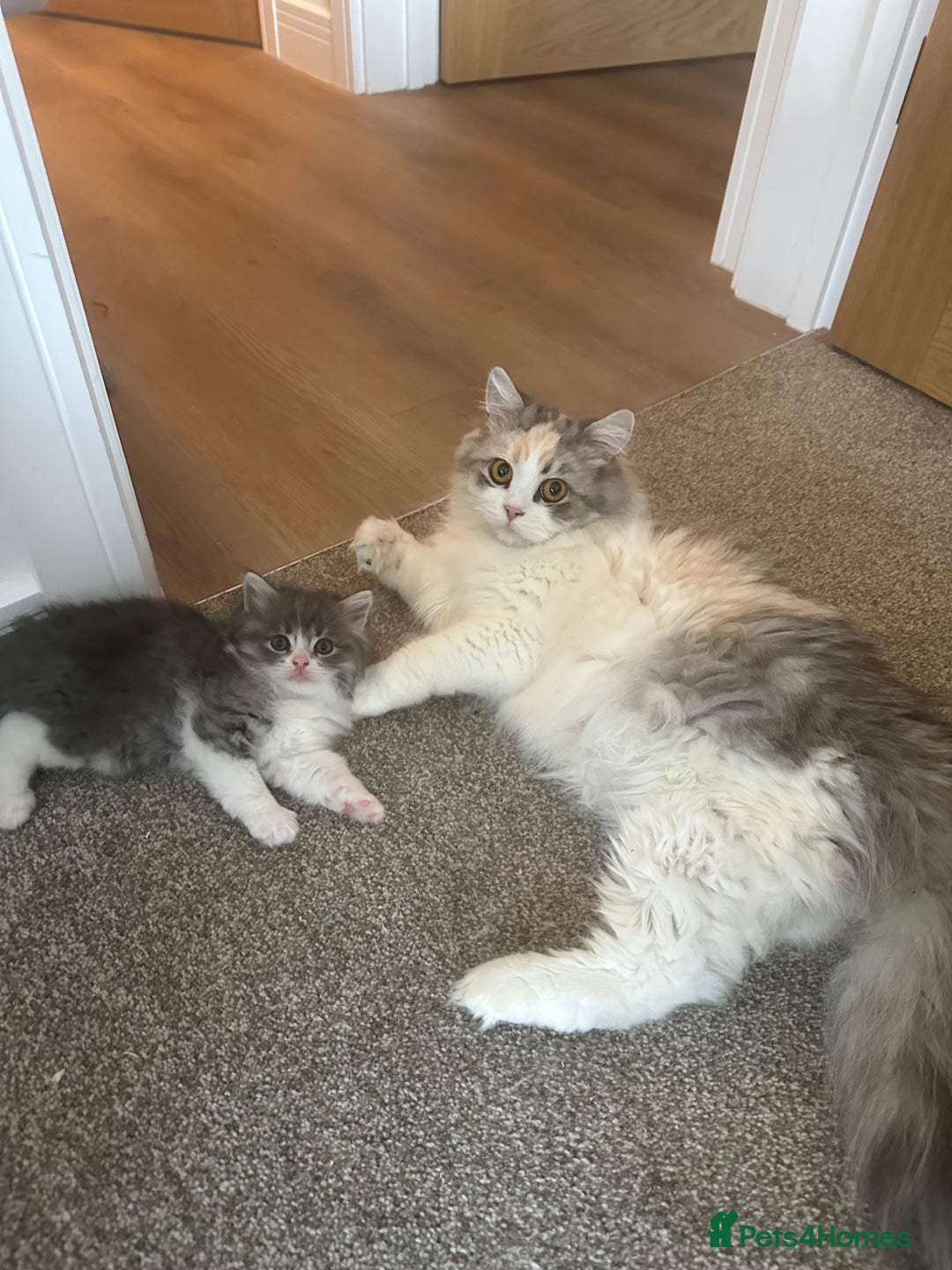 Mixed Breed cats for sale: Beautiful Perdoll Kittens🐾 - Advert 2