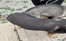 German Shepherd dogs for sale: German Shepherd  - Image 28