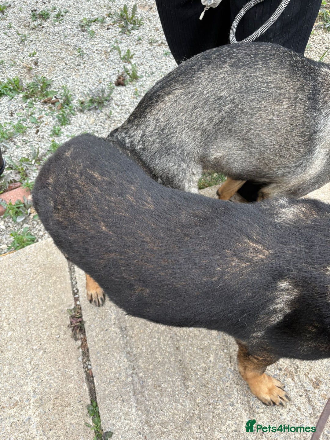 German Shepherd dogs for sale: German Shepherd  - Image 28