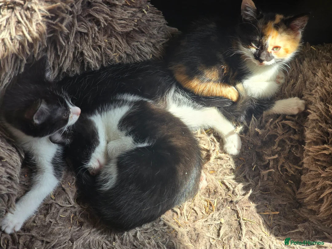 Mixed Breed cats for sale: 2 male kittens dsh x ragdoll - Advert 2