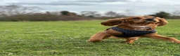 Cavalier King Charles Spaniel dogs for stud: Cavalier King Charles Spaniel for stud  - Advert 21