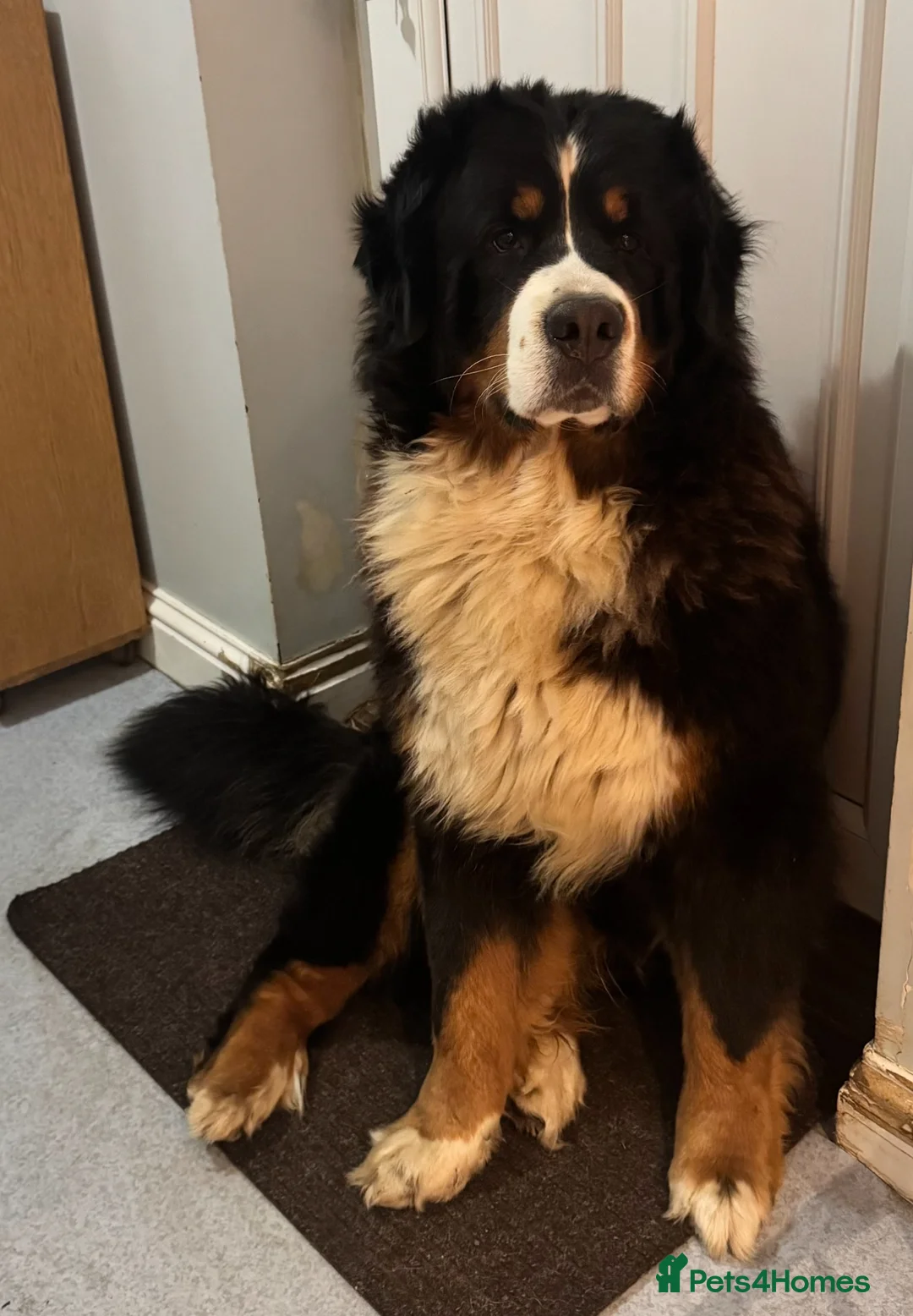 Bernese Mountain Dog dogs for stud: Stunning Bernese Mountain Boy for Stud in Peterborough - Advert 3