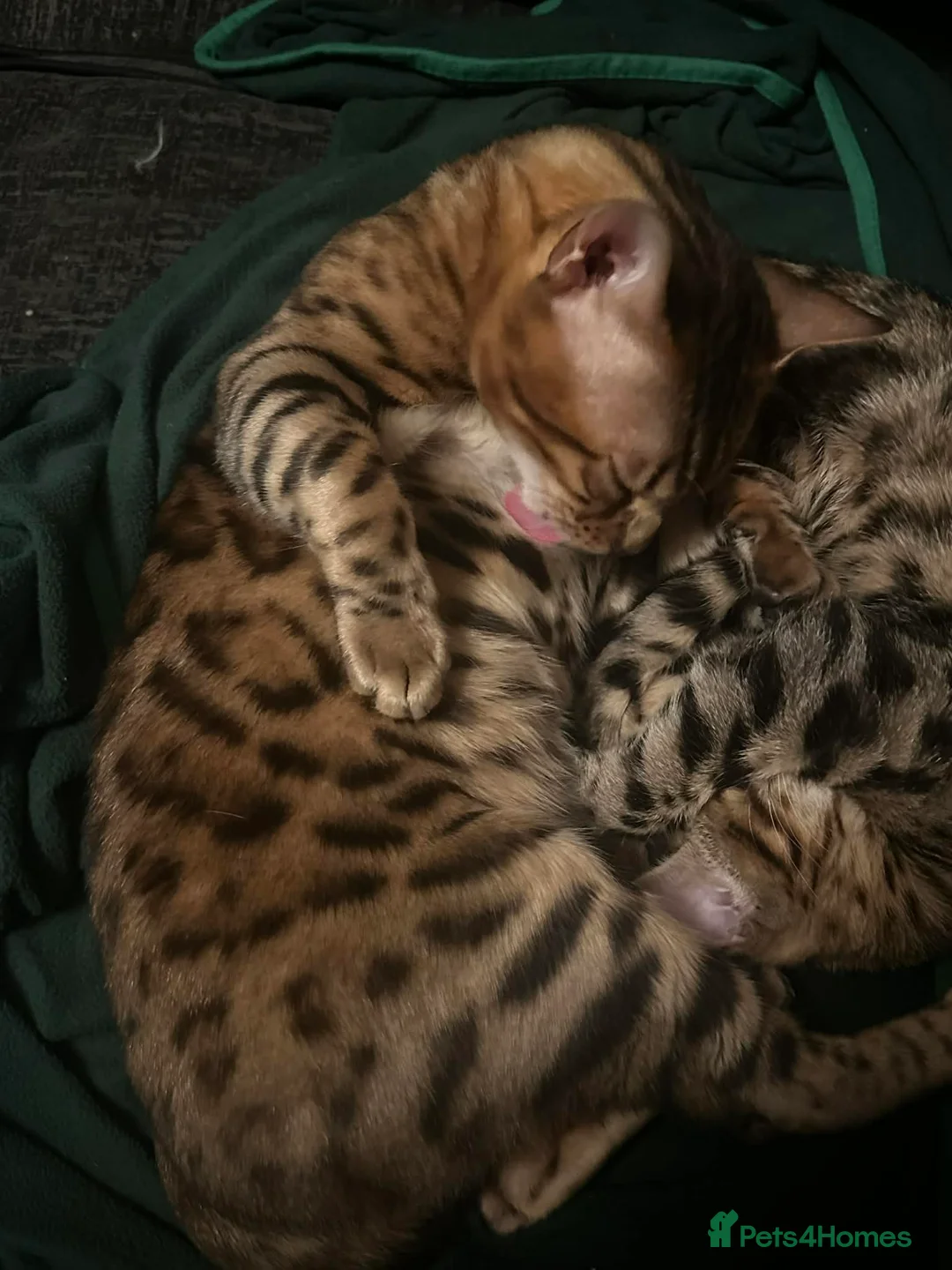 Mixed Breed cats for sale: Bombay-Bengal mix in West Drayton - Advert 4