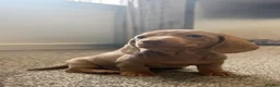 Miniature Dachshund dogs for sale: Miniature dachshund puppies - Advert 4