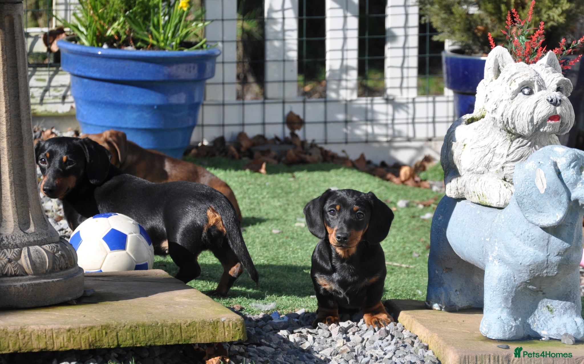 Dachshund dogs Kennel Club Mini Smooth Dachshund Puppy Girls - Advert 4