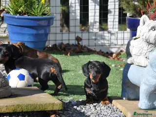 Dachshund dogs Kennel Club Mini Smooth Dachshund Puppy Girls - Advert 4