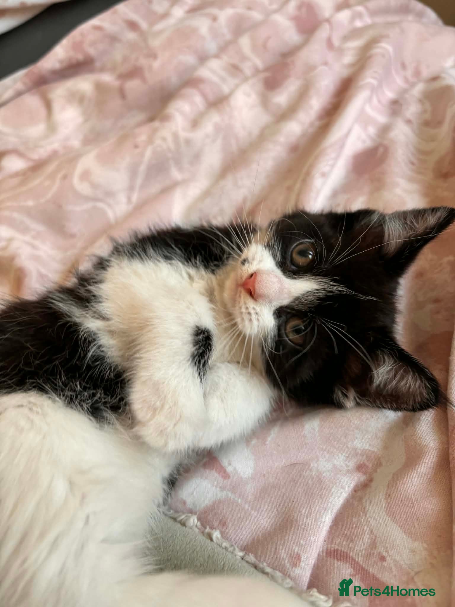 Mixed Breed cats Pretty Little Girl Kitten🤍 - Advert 11
