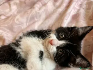 Mixed Breed cats Pretty Little Girl Kitten🤍 - Advert 11