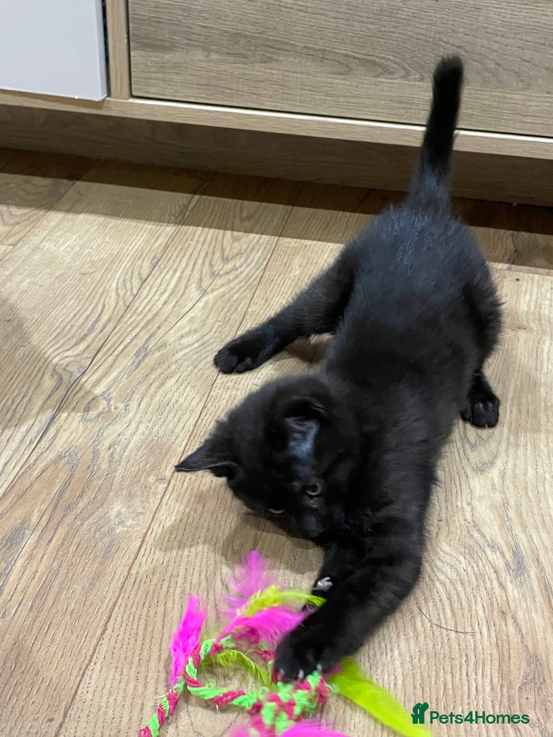 Mixed Breed cats for sale: 2 beautiful little girls - Advert 8