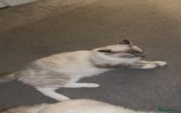 Ragdoll cats for sale: BEAUTIFUL QUEEN BLUE LYNX MITTED RAGDOLL FOR SALE - Image 3