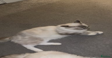 Ragdoll cats - Advert 6