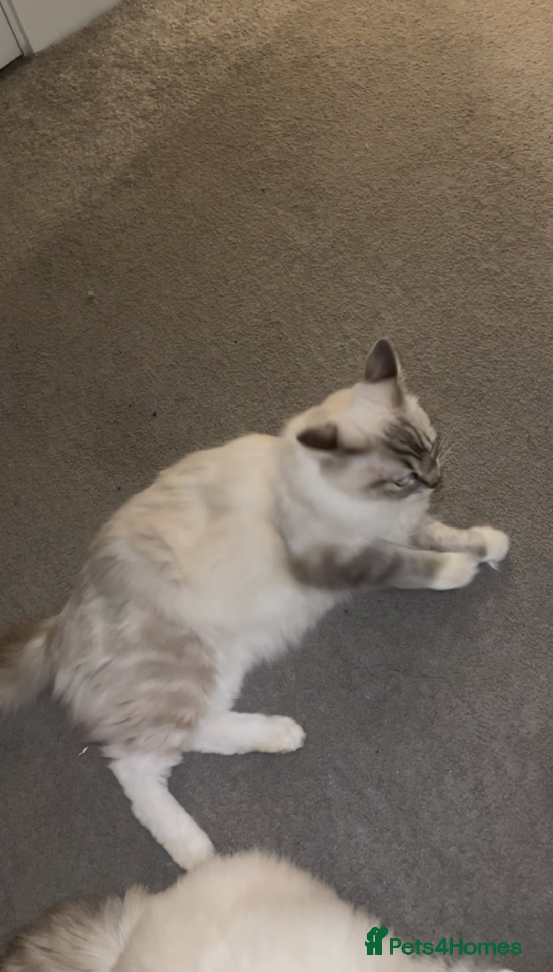 Ragdoll cats for sale: BEAUTIFUL QUEEN BLUE LYNX MITTED RAGDOLL FOR SALE - Image 3