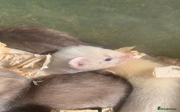 Ferret rodents for sale: Micro and small ferrets - Image 3