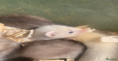 Ferret rodents - Advert 14
