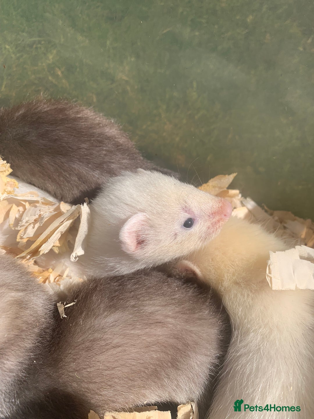 Ferret rodents for sale: Micro and small ferrets - Image 3