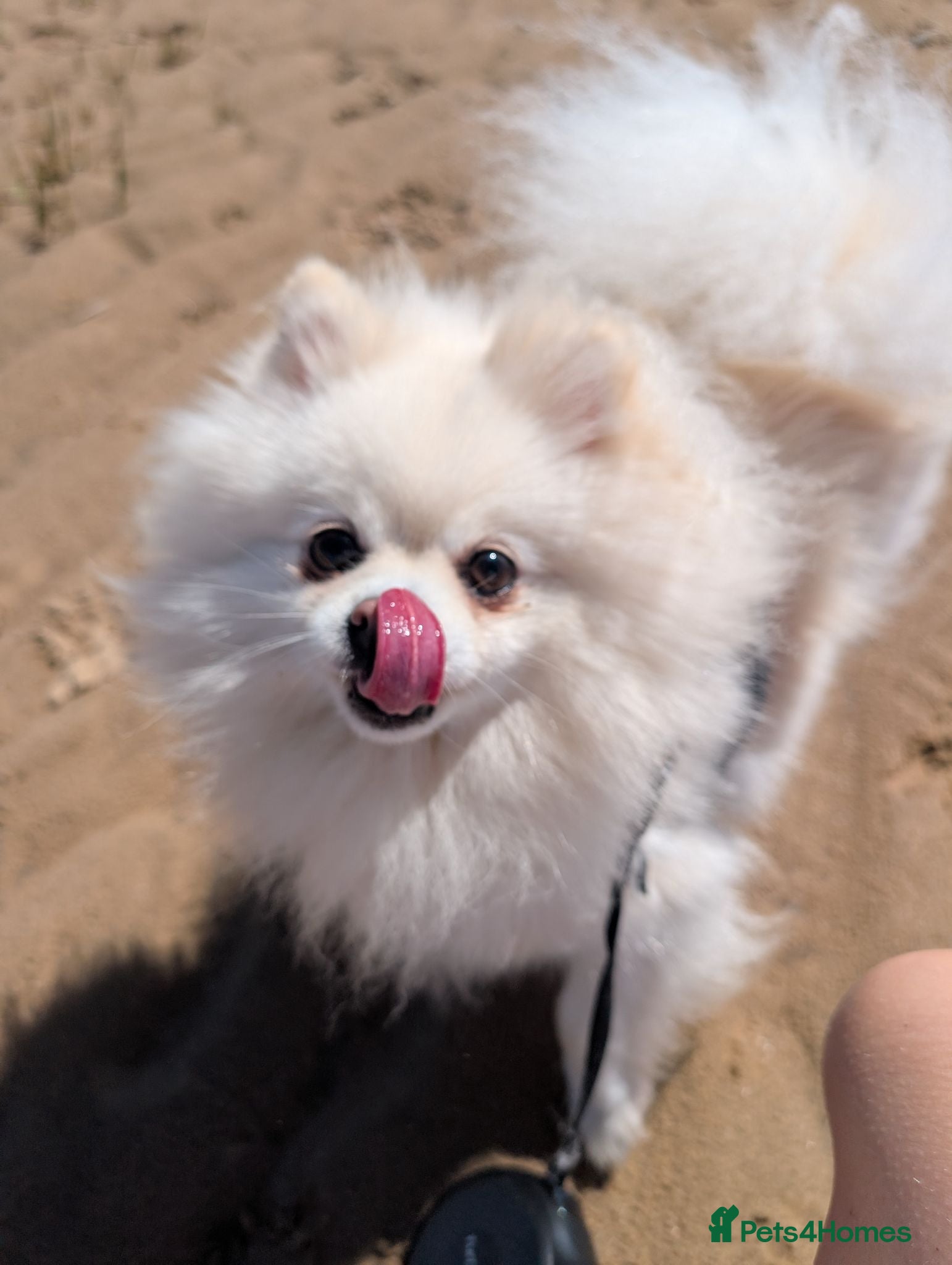 Pomeranian dogs Beautiful female pomeranian 3y old - Advert 2