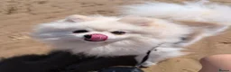 Pomeranian dogs for sale: Beautiful female pomeranian 3y old - Advert 1