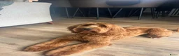 Mixed Breed dogs for sale: Australian Labradoodles RED/ WHITE TUX Girls  - Advert 21