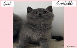 British Shorthair cats for sale: Beautiful GCCF British Shorthair’s  - Image 8