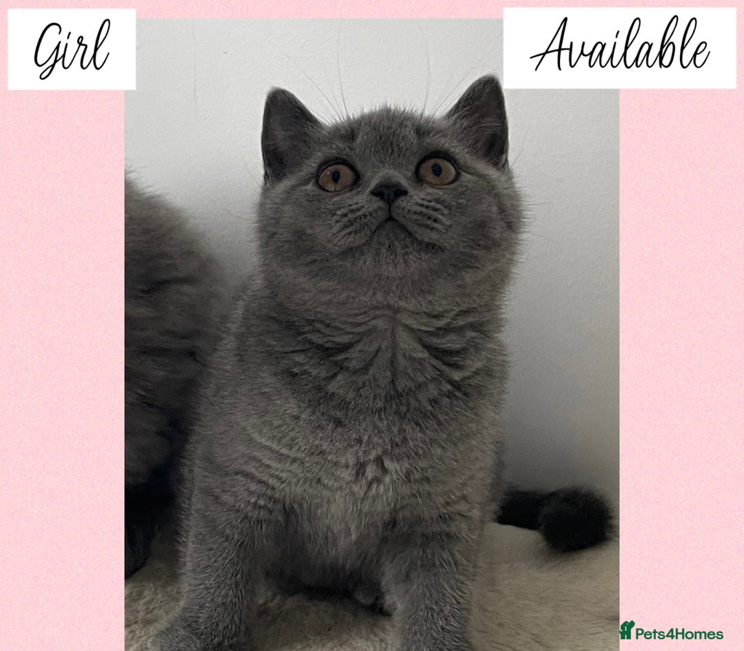 British Shorthair cats for sale: Beautiful GCCF British Shorthair’s  - Image 8