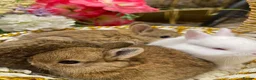 Netherland Dwarf rabbits for sale: Pure Netherland Dwarf - Advert 1