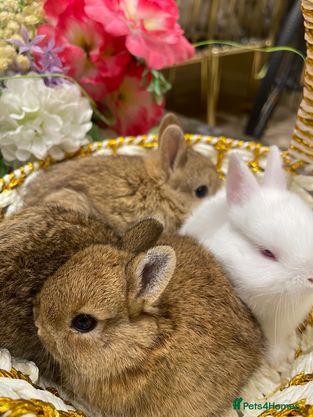 Netherland Dwarf rabbits for sale: Pure Netherland Dwarf - Advert 1