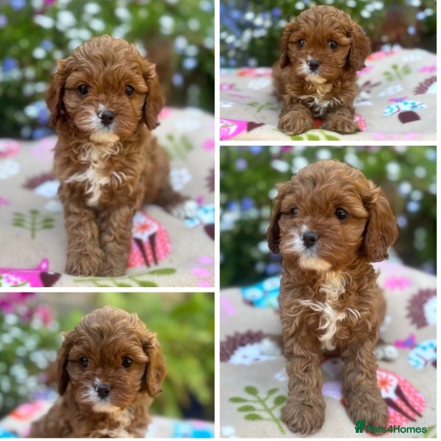 Cavapoo dogs Quality true mini Cavapoo pups DNA tested parents. - Advert 1