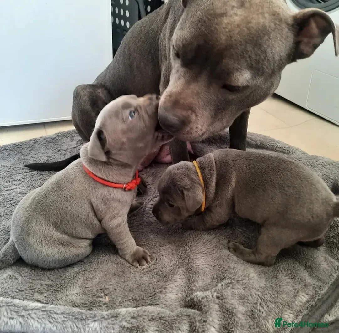 Staffordshire Bull Terrier dogs for sale: Full Respect Trained Staffordshire Bull Puppies in Worthing - Advert 1