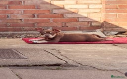 American Bully dogs for sale: American Bully Pocket extreme  - Image 1