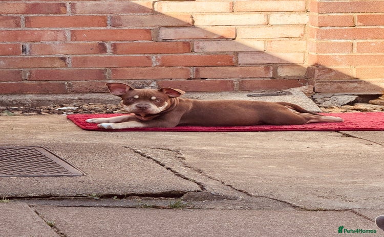 American Bully dogs - Advert 2
