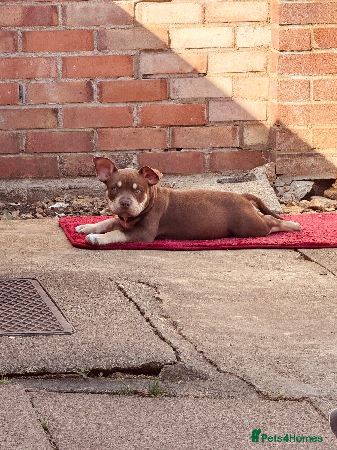 American Bully dogs for sale: American Bully Pocket extreme  - Image 1