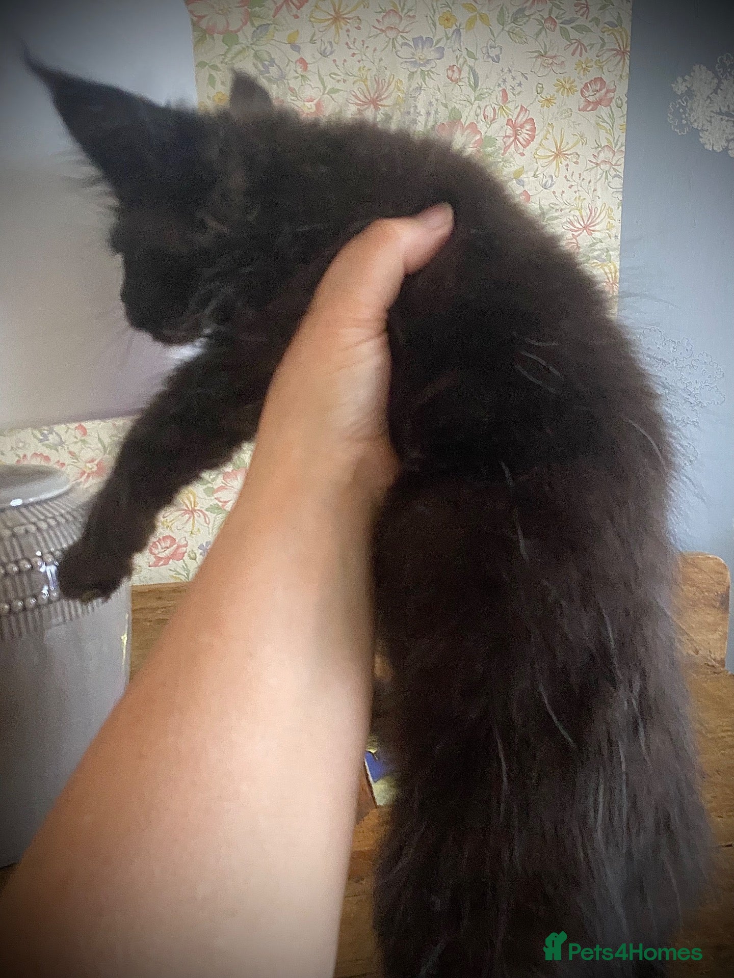 Maine Coon cats Full Russian lines Coon kittens Registered Parents - Advert 2