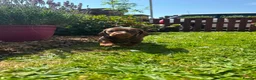 Miniature Dachshund dogs for sale: Beautiful Miniture Dachshund Babies - Advert 11