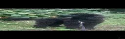 Miniature Poodle dogs for sale: MINIATURE POODLE PUPPIES  - Advert 8