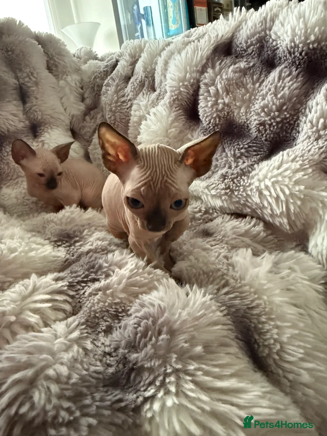 Sphynx cats for sale: Sphynx canadian kittens ready to leave now  - Advert 14