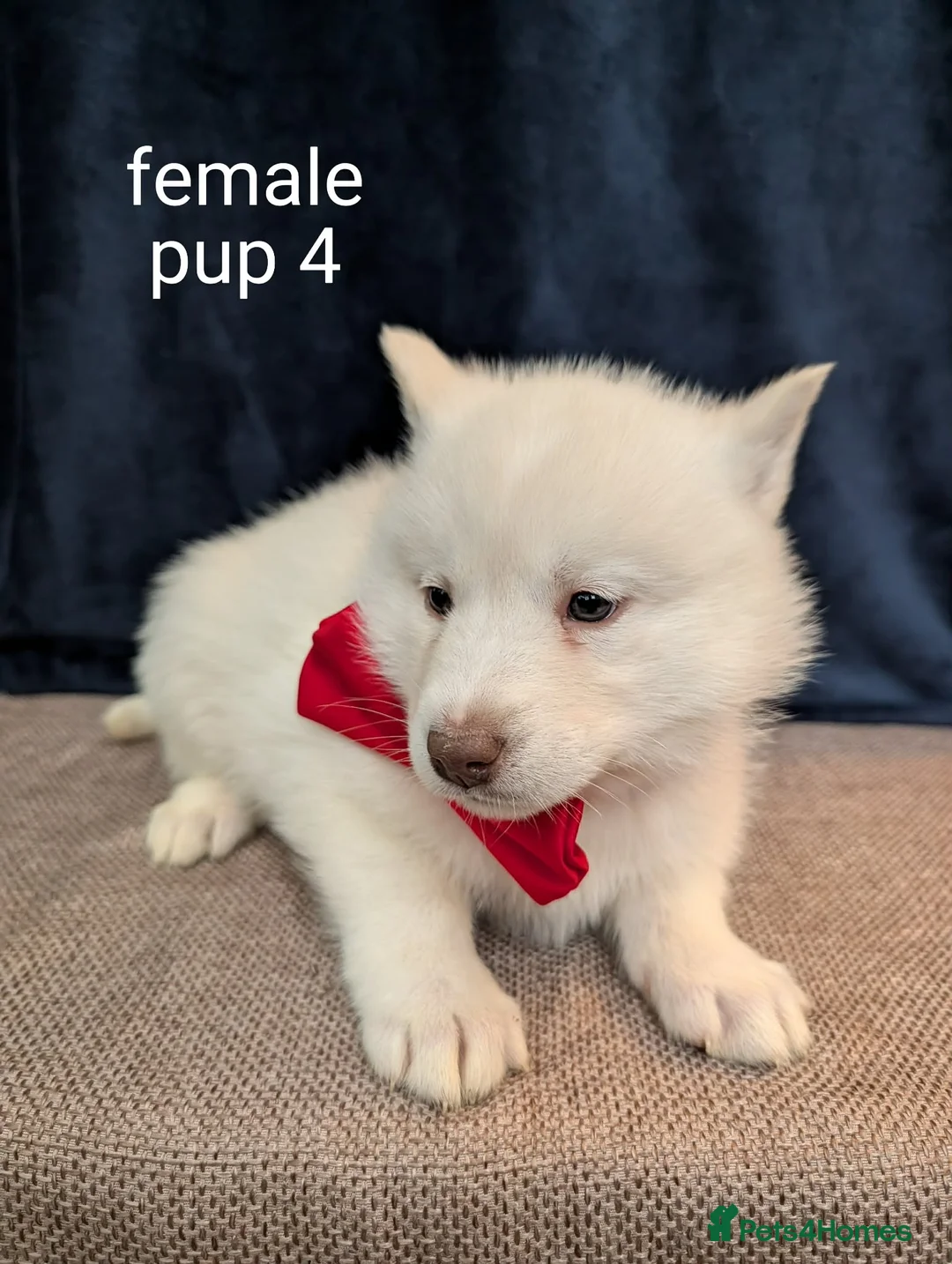 Siberian Husky dogs for sale: 6 beautiful Siberian Huskies  1 available  - Advert 6