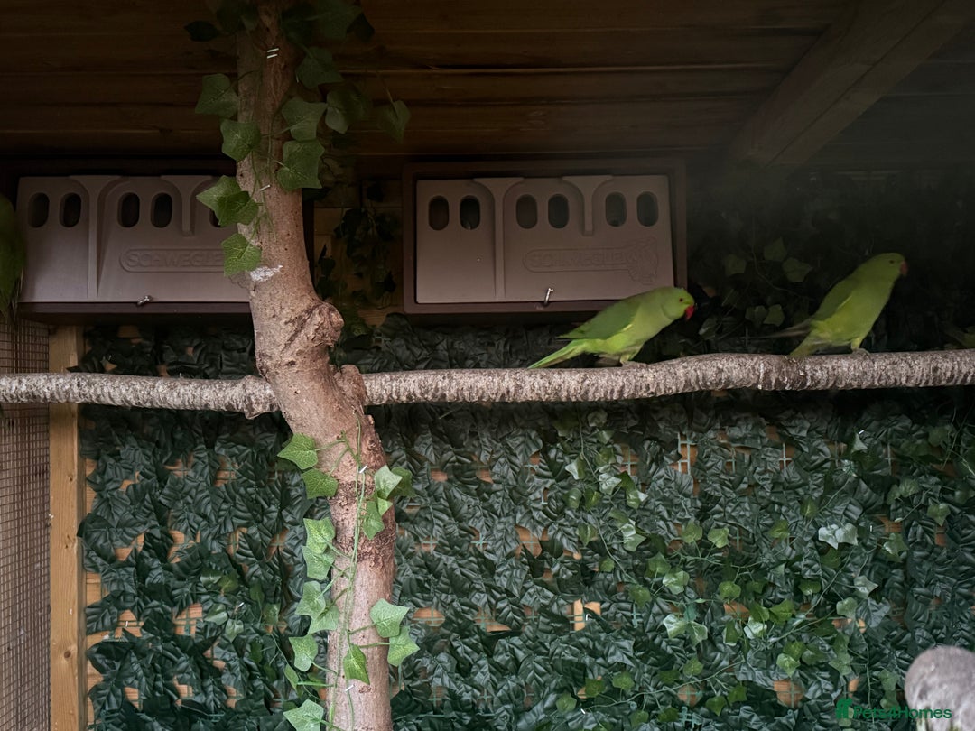 Parakeets birds for sale: Ring-necked parakeets  - Advert 4