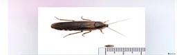 Cockroaches invertebrates for sale: Baby Dubia cockroaches  in Colchester - Advert 1