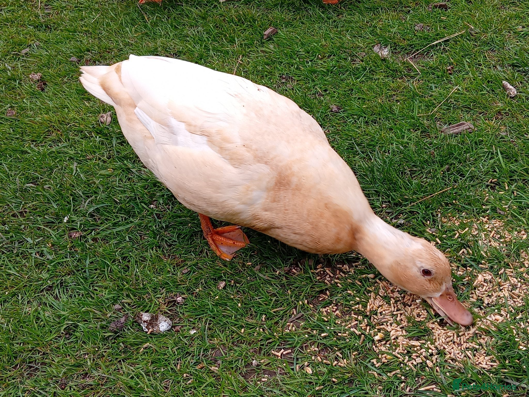 Ducks poultry for sale: Miniature Apricot Call Ducklings Available - Advert 9