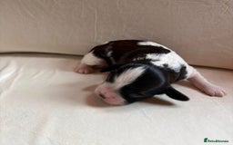 Cavapoo dogs for sale: Cavapoo (Cavalier Backcross) Puppies - Image 16