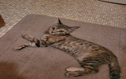 Mixed Breed cats for sale: Tabby female kitten - Image 3