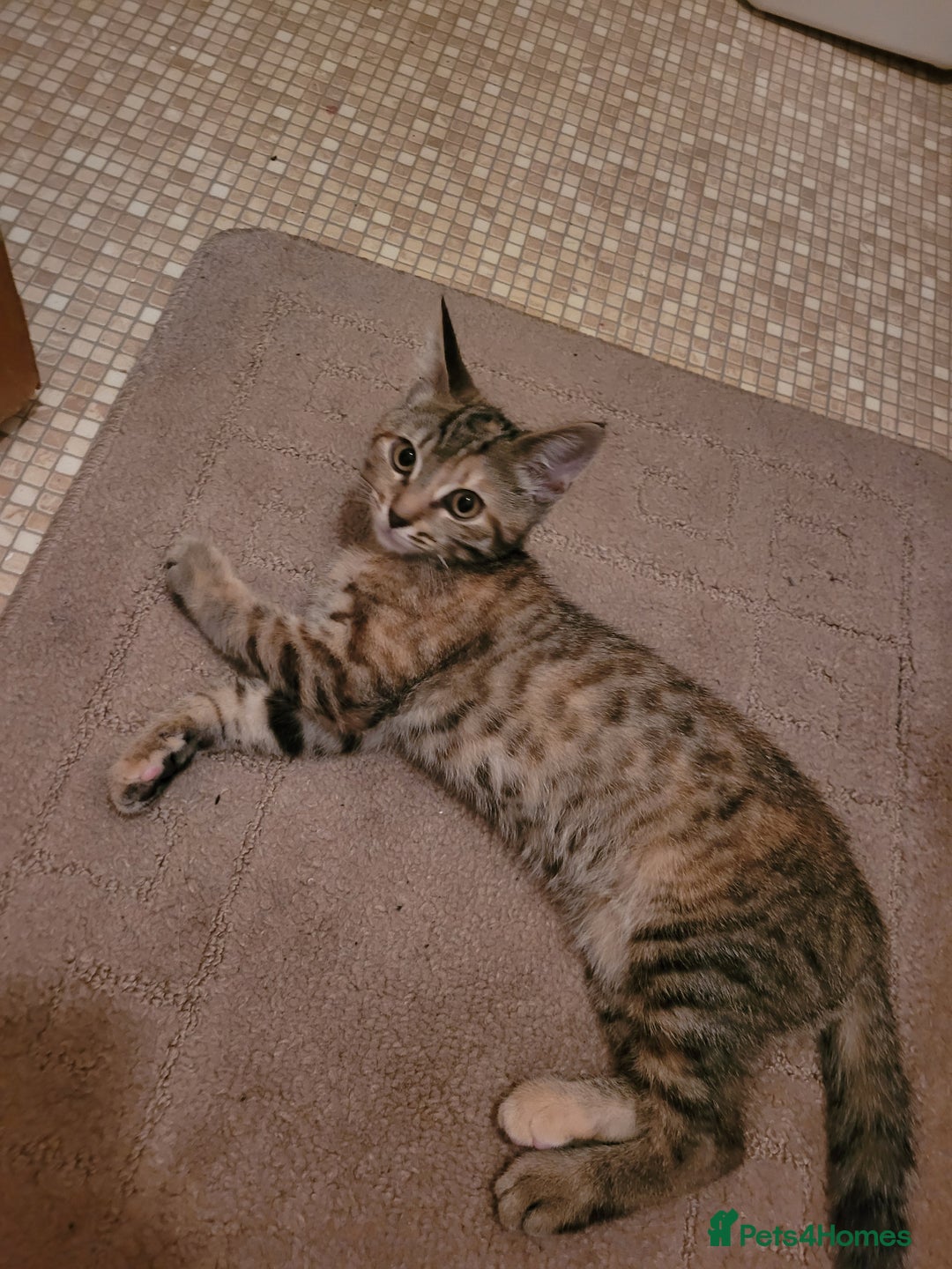 Mixed Breed cats for sale: Tabby female kitten - Image 3