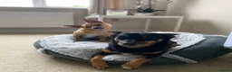 Chihuahua dogs for sale: 2x male Jack Russell and chihuahua crosses  - Advert 8