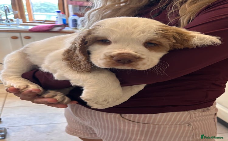 Clumber Spaniel dogs - Advert 1