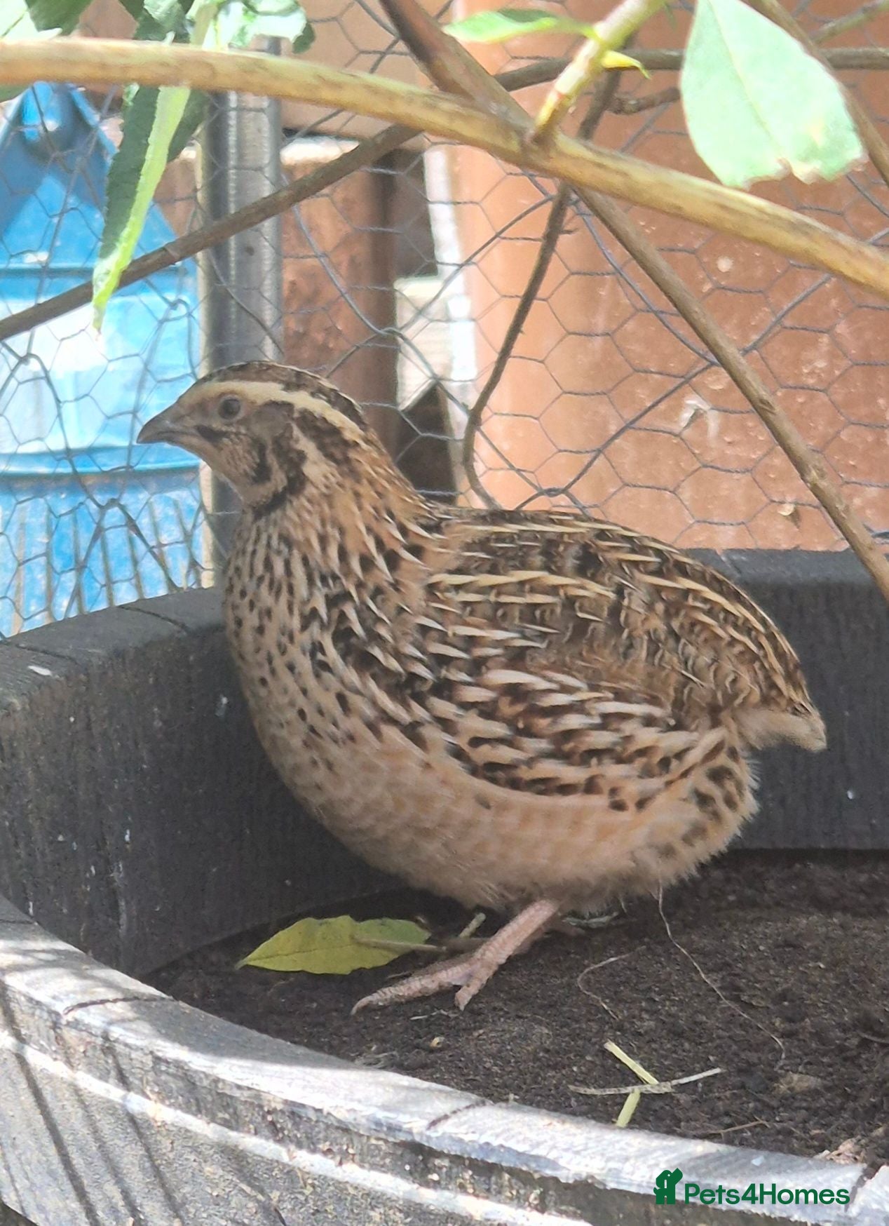 Quail poultry Coturnix quail male and female available  - Advert 1