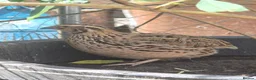 Quail poultry for sale: Coturnix quail male and female available  - Advert 1