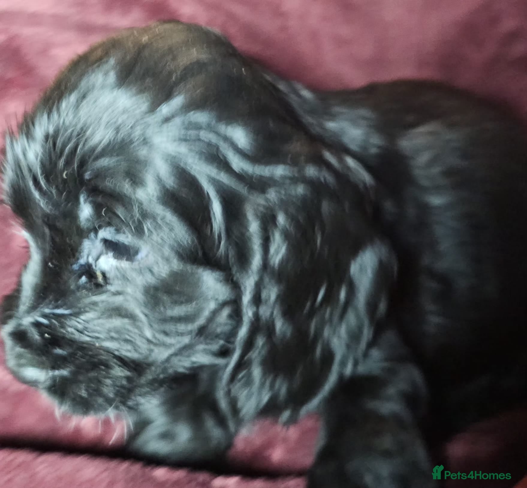 Cocker Spaniel dogs  litter of true show type KC Cocker Spaniels  - Advert 3