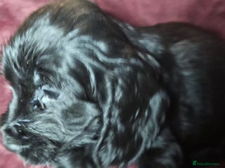 Cocker Spaniel dogs litter of true show type KC Cocker Spaniels - Advert 3