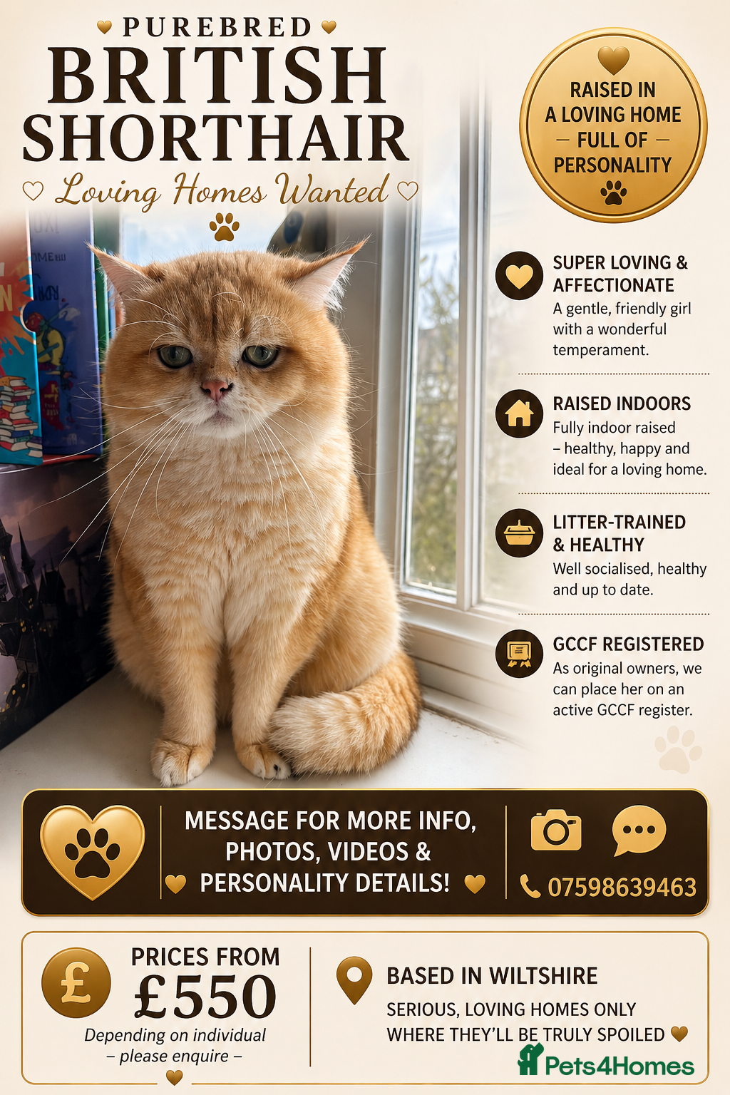 British Shorthair cats British Shorthair Cats – Retired & Young Adults - Advert 1
