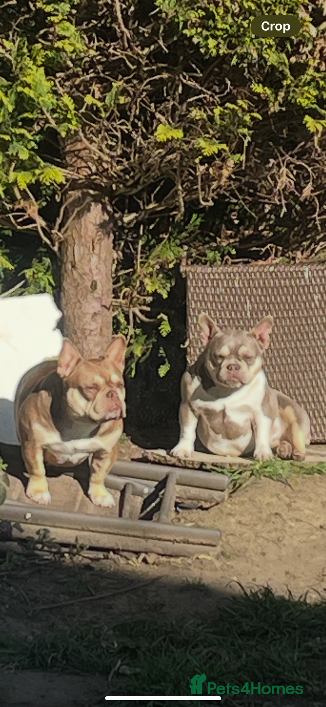 Mixed Breed dogs for sale: 2 micro bullys  - Image 3